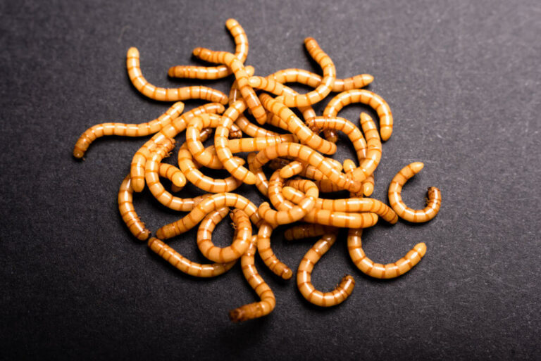 marché des insectes