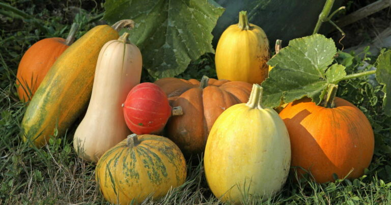 La nutrition. Pourquoi certaines citrouilles sont-elles mauvaises pour la santé ?
