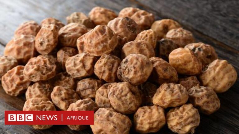 Nutrition : Tiger nut, un tubercule sauvage très nutritif