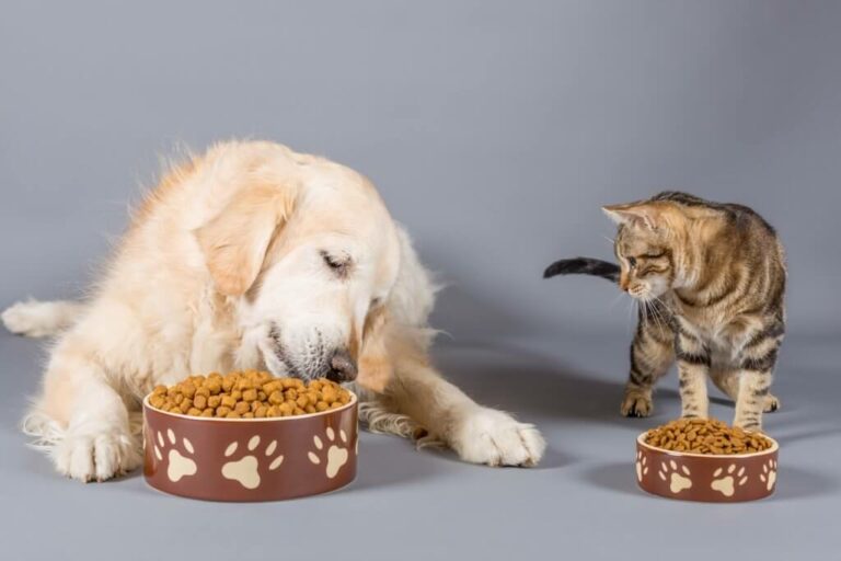 Top 10 des tendances alimentaires pour animaux de compagnie pour 2022 petfood