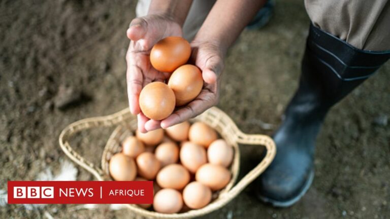 Nutrition : quels sont les bienfaits des œufs sur la santé ?