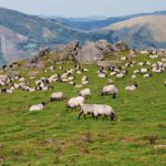 FrenchFood Capital soutiendra la croissance externe du spécialiste des compléments alimentaires et diététiques pour animaux d'élevage.